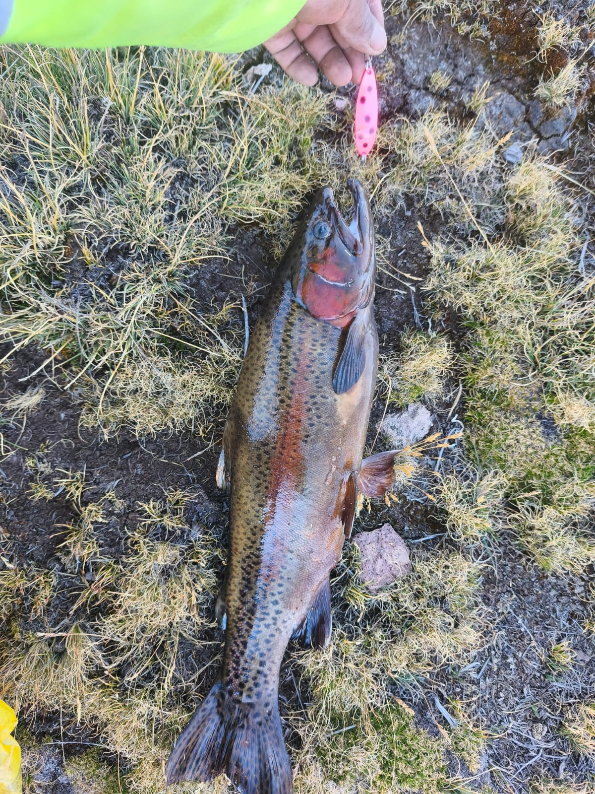 Captura de cliente Edyson en Huancavelica con cuchara Daiwa Chinook
