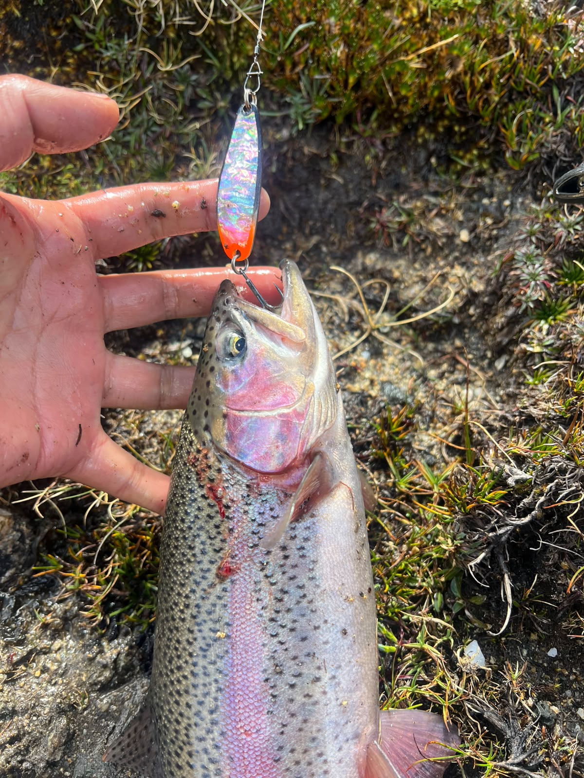 Trucha capturada con cucharilla japonesa